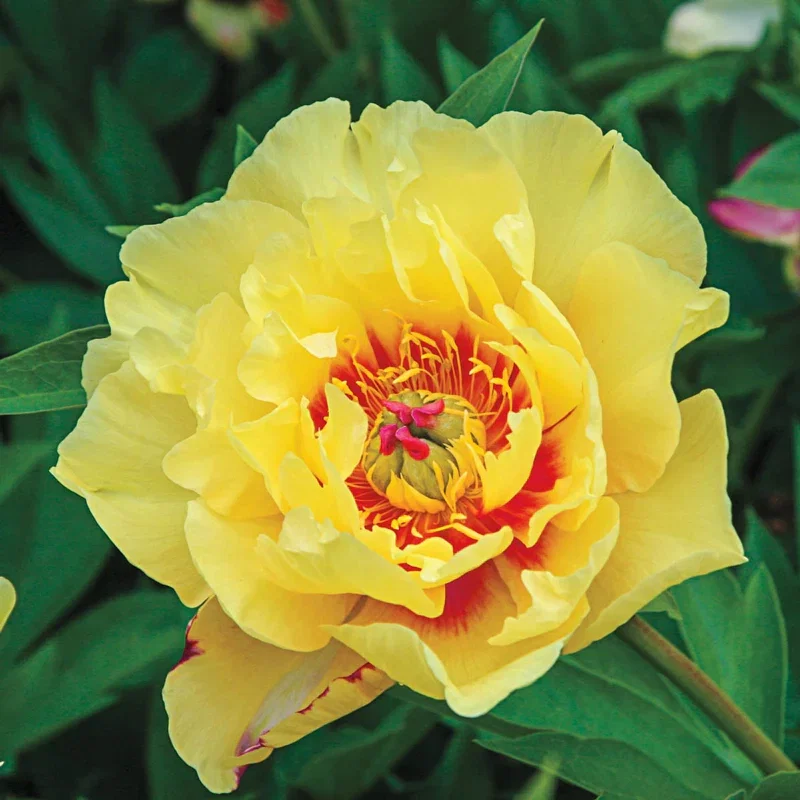 Sequestered Sunshine Itoh Peony