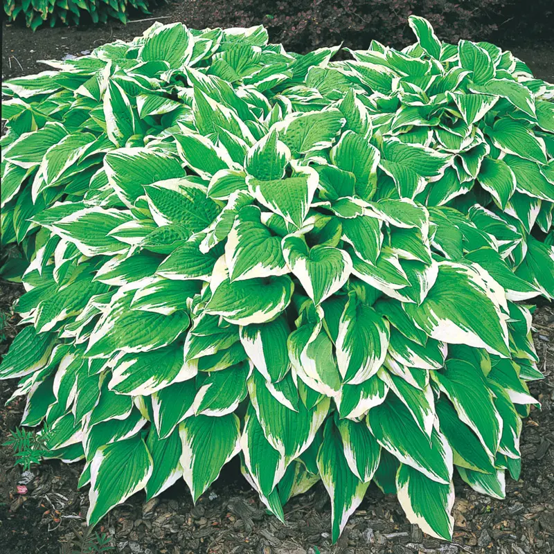 Hosta Albo Marginata