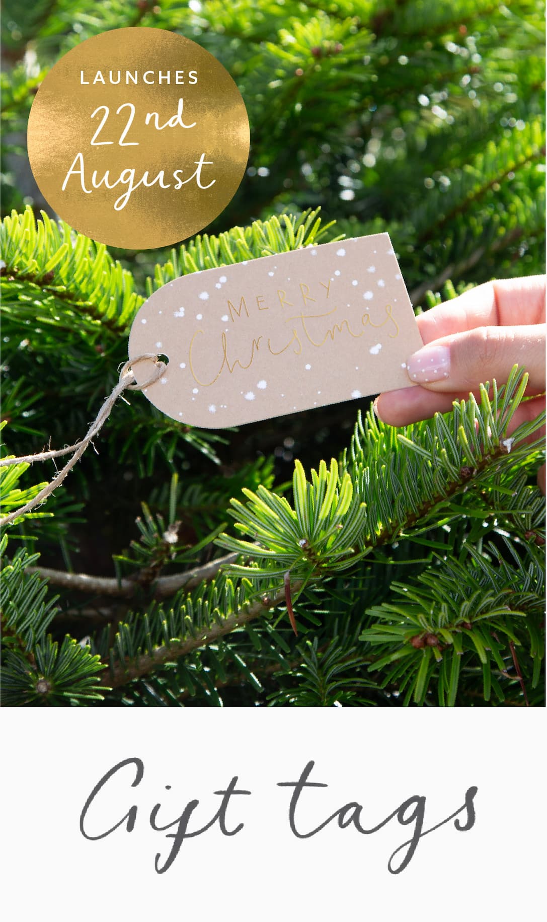 A hand holding a Merry Christmas gift tag against fresh fir branches. Whistlefish’s Christmas collection launches on 22 August.