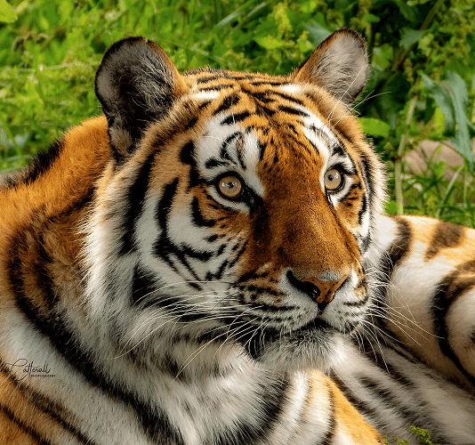 Blair Drummond Safari Park