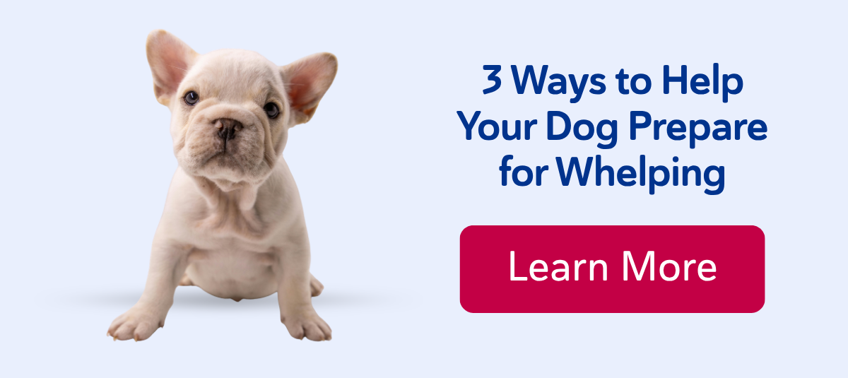 3 Ways to Help Your Dog Prepare for Whelping