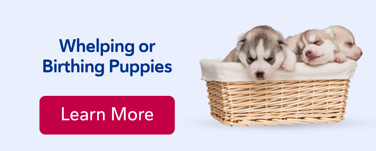 Whelping or Birthing Puppies