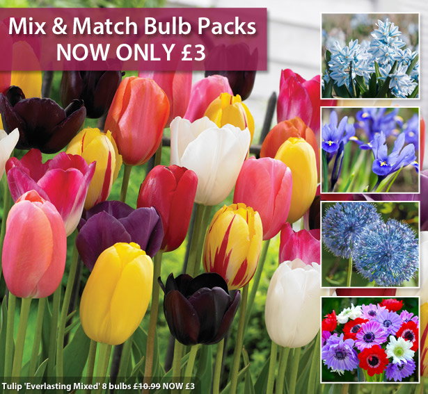 Mix & Match Bulbs
