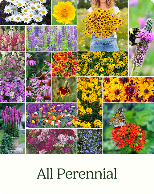 All Perennial