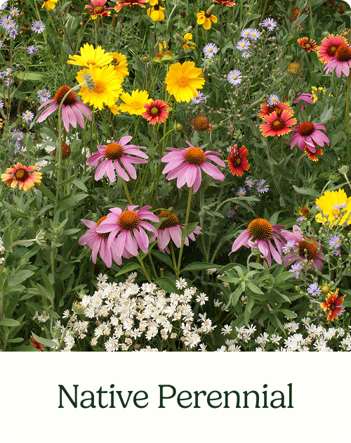 Native Perennial
