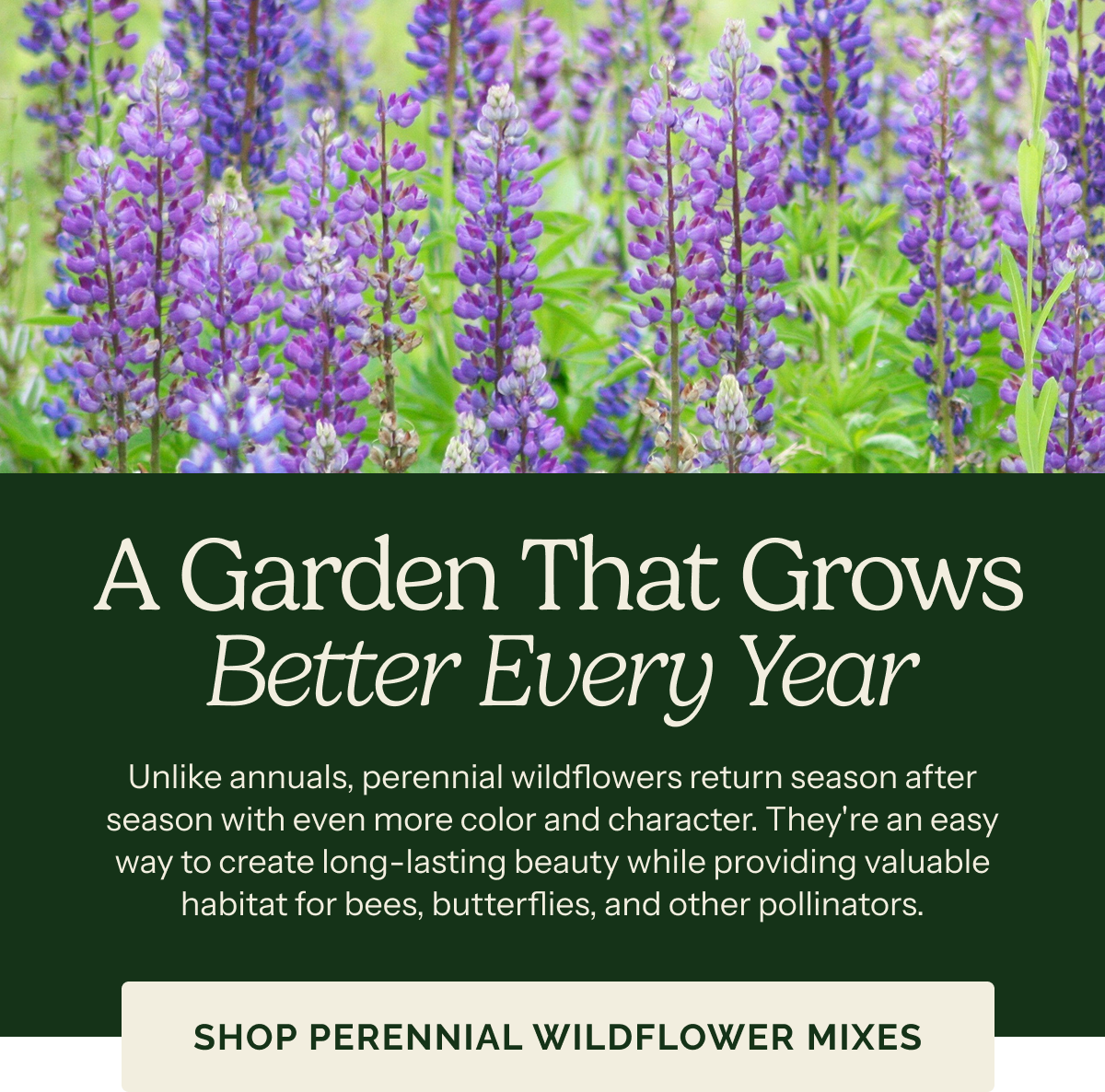 A Garden That Grows Better Every Year – Unlike annuals, perennial wildflowers return season after season with even more color and character. They're an easy way to create long-lasting beauty while providing valuable habitat for bees, butterflies, and other pollinators. SHOP PERENNIAL WILDFLOWER MIXES