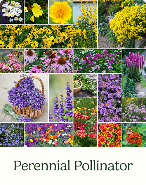 Perennial Pollinator