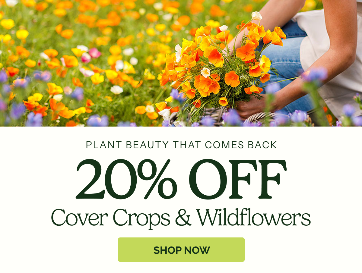 20% Off Cover Crops & Wildflowers - Build Better Soil This Fall