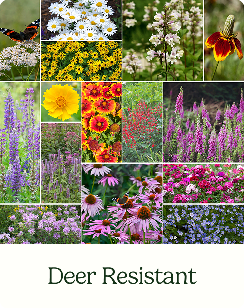 Deer Resistant