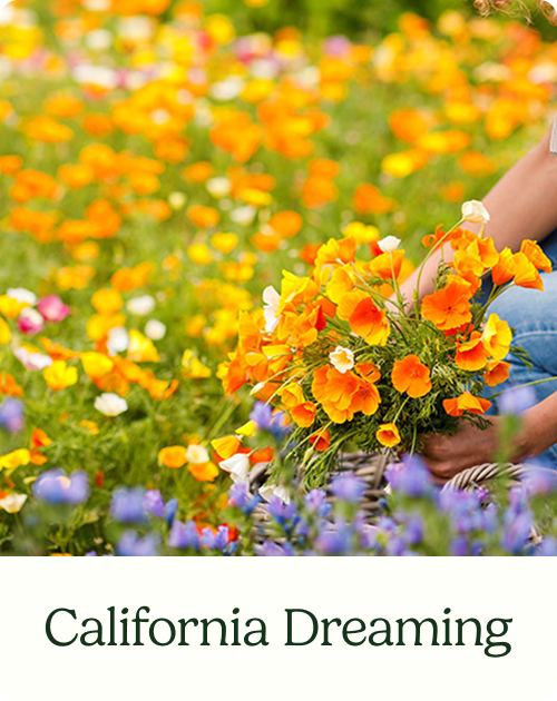 California Dreaming