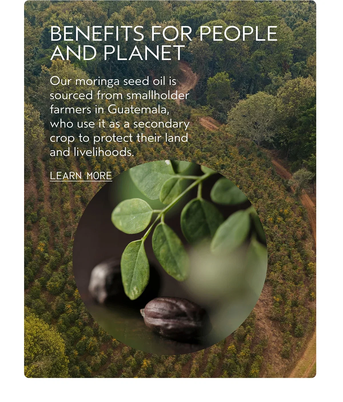 BENEFITS FOR PEOPLE AND PLANET | Our moringa seed oil is sourced from smallholder farmers in Guatemala, who use it as a secondary crop to protect their land and livelihoods. | LEARN MORE
