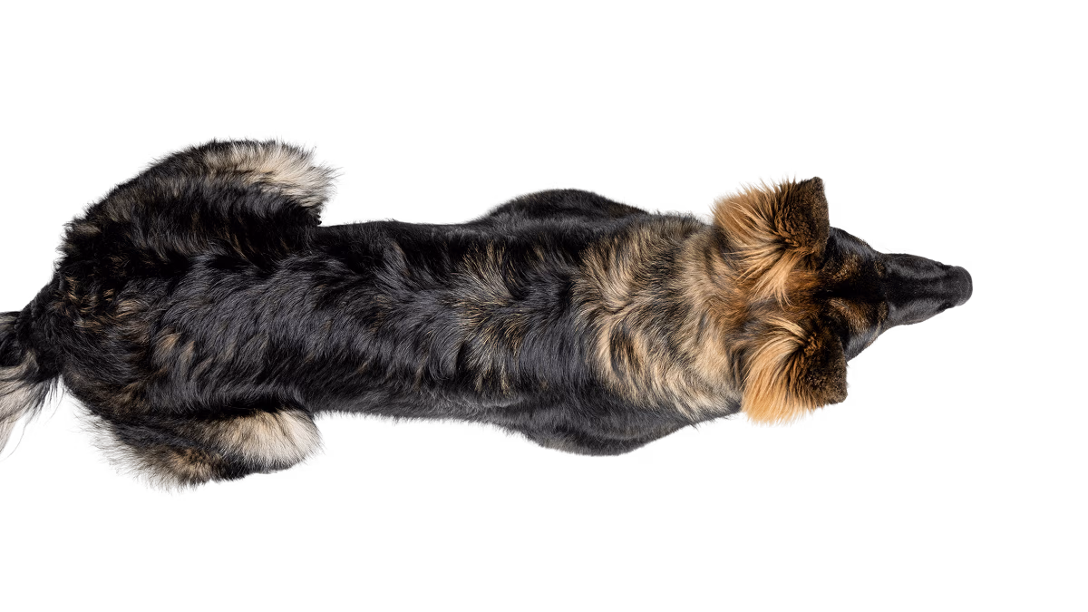 It’s National Dog Month.