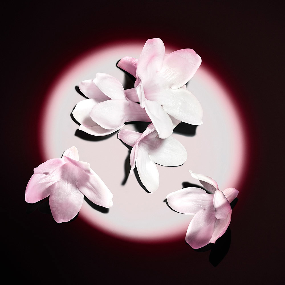 Delicate white and pale pink jasmine flowers illuminated by a circular spotlight on a dark background.