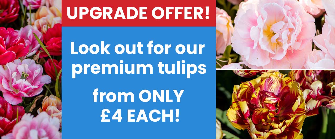 Upgrade Offer!