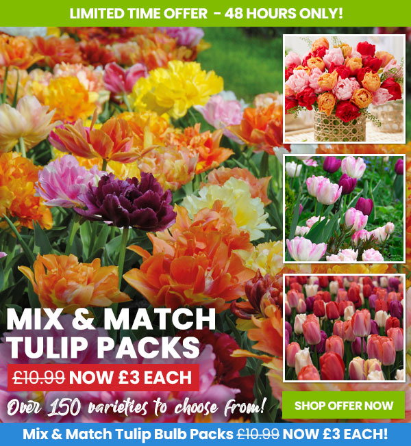 Tulip Mix & Match