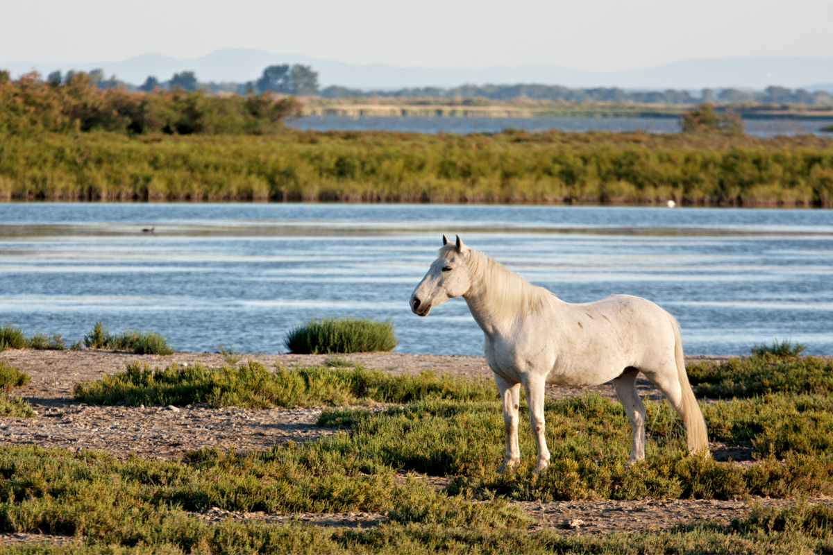 Port Camargue