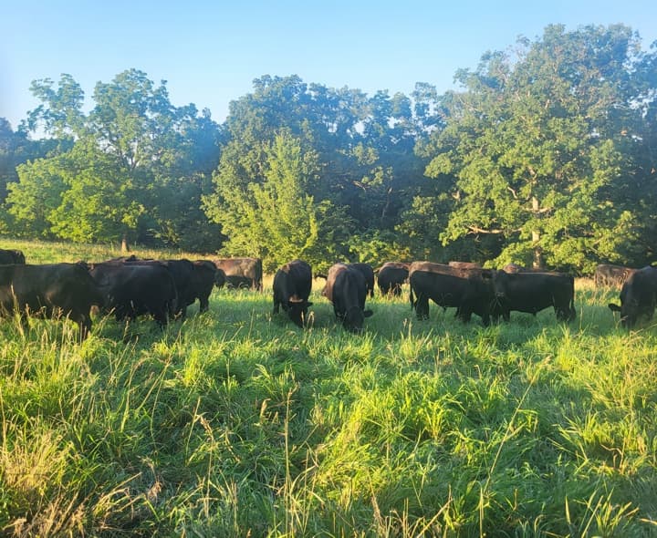 US Wellness beef cattle