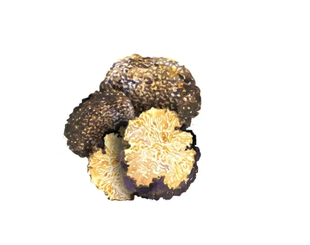 Truffle Extract