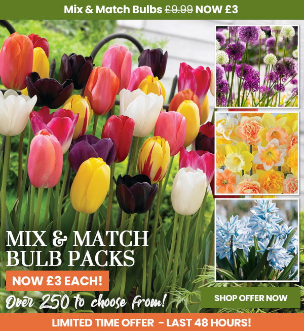 Mix & Match Bulb Packs