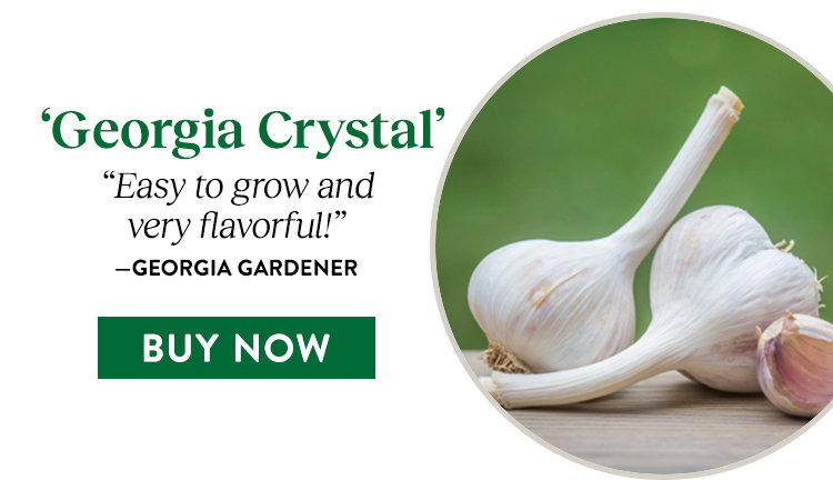 Georgia Crystal Garlic Bulbs