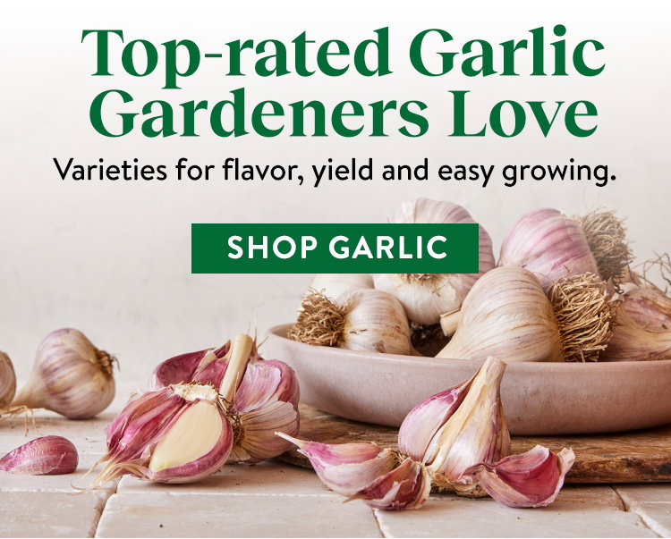 Garlic Bulbs