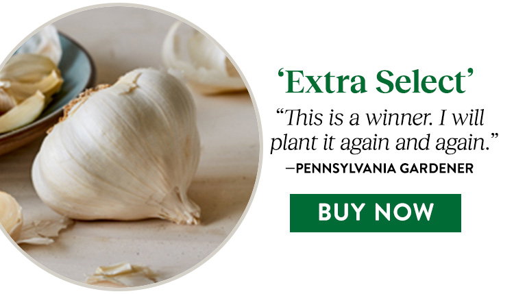 Extra Select Garlic Bulbs