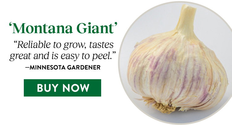 Montana Giant Garlic Bulbs