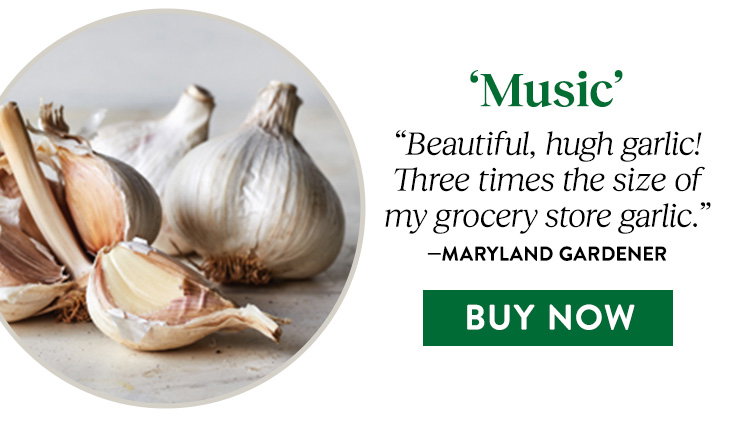 Music Garlic Bulbs