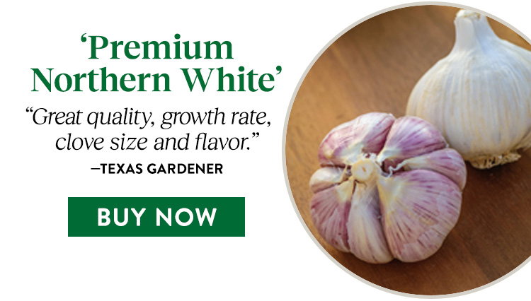 Premium Northern White Garlic Bulbs