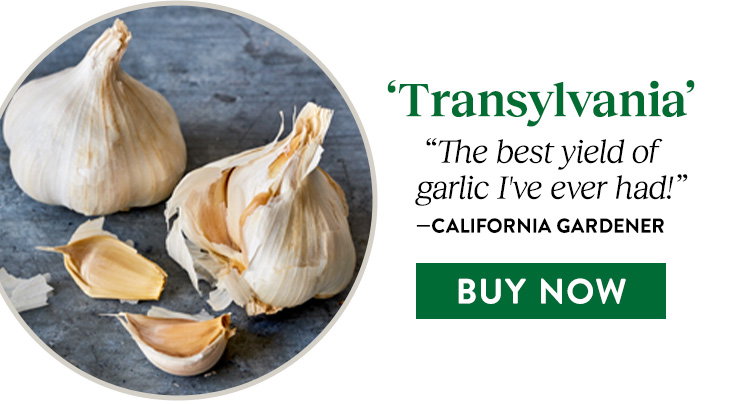 Transylvania Garlic Bulbs