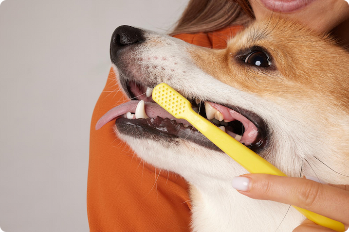 Brushing a dog's teeth