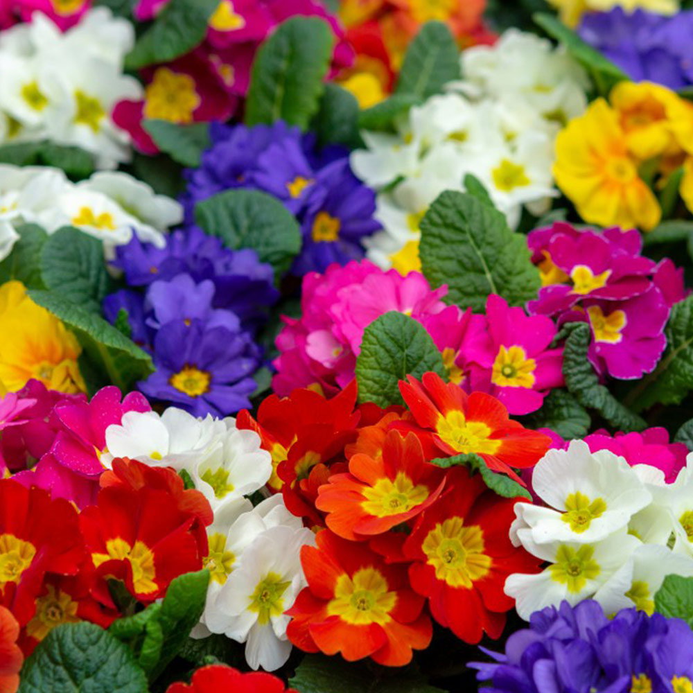 Polyanthus 'Crescendo® Mix'