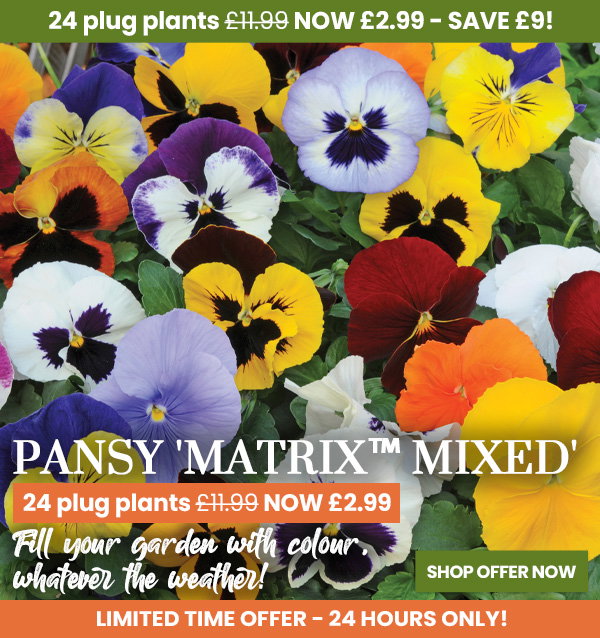 Pansy 'Matrix™ Mixed'