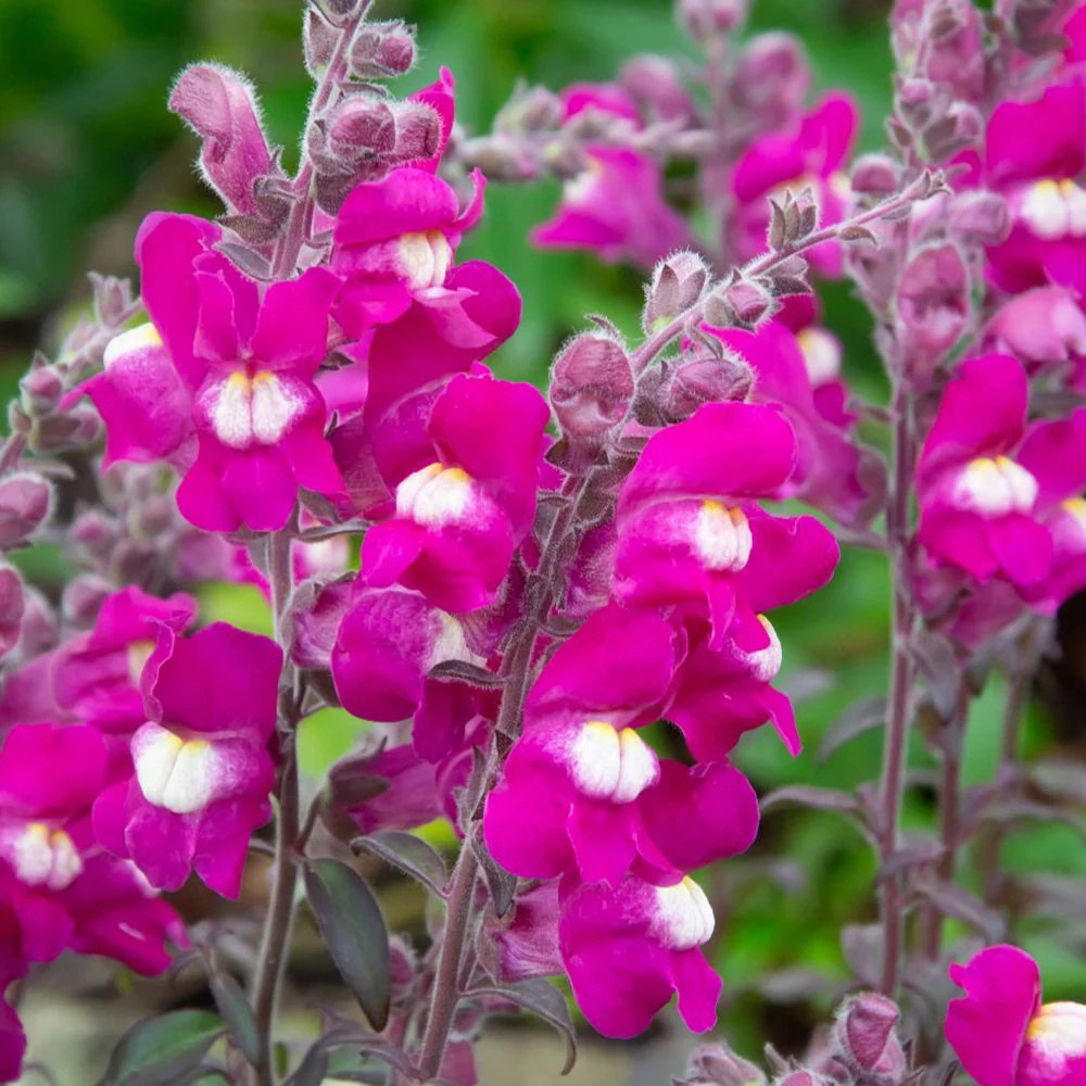 Antirrhinum 'Shiryu Kiss'
