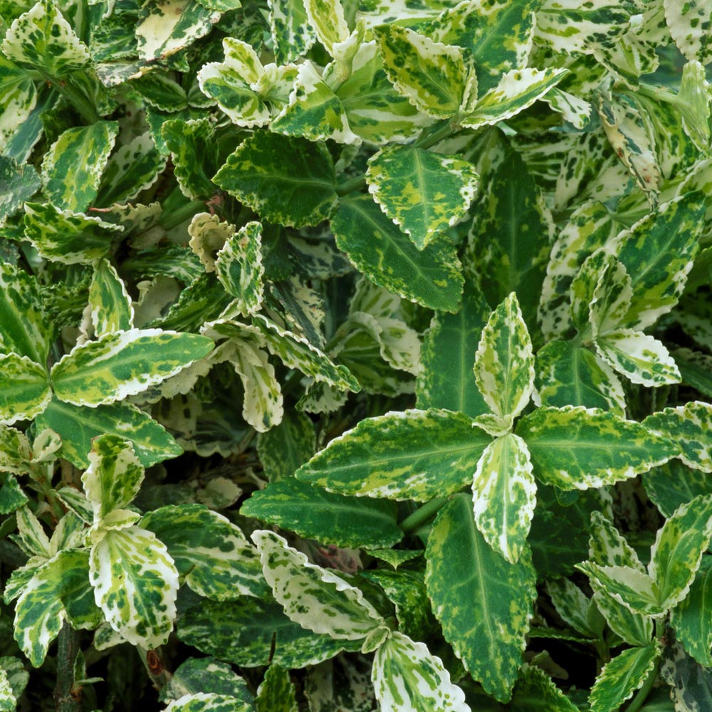 Euonymus 'Harlequin'