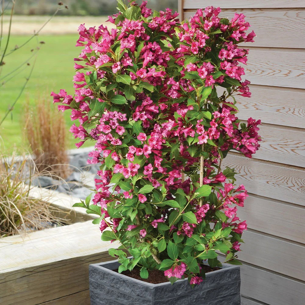 Weigela Towers of  Flowers® 'Cherry'