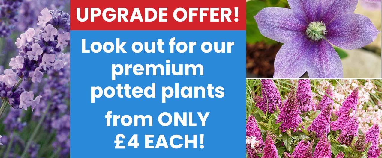 Upgrade Offer