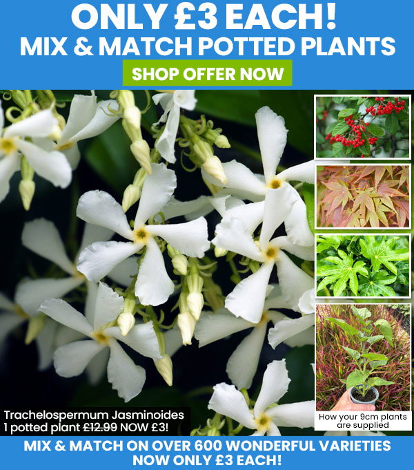 Potted Perennials, Shrubs & Climbers