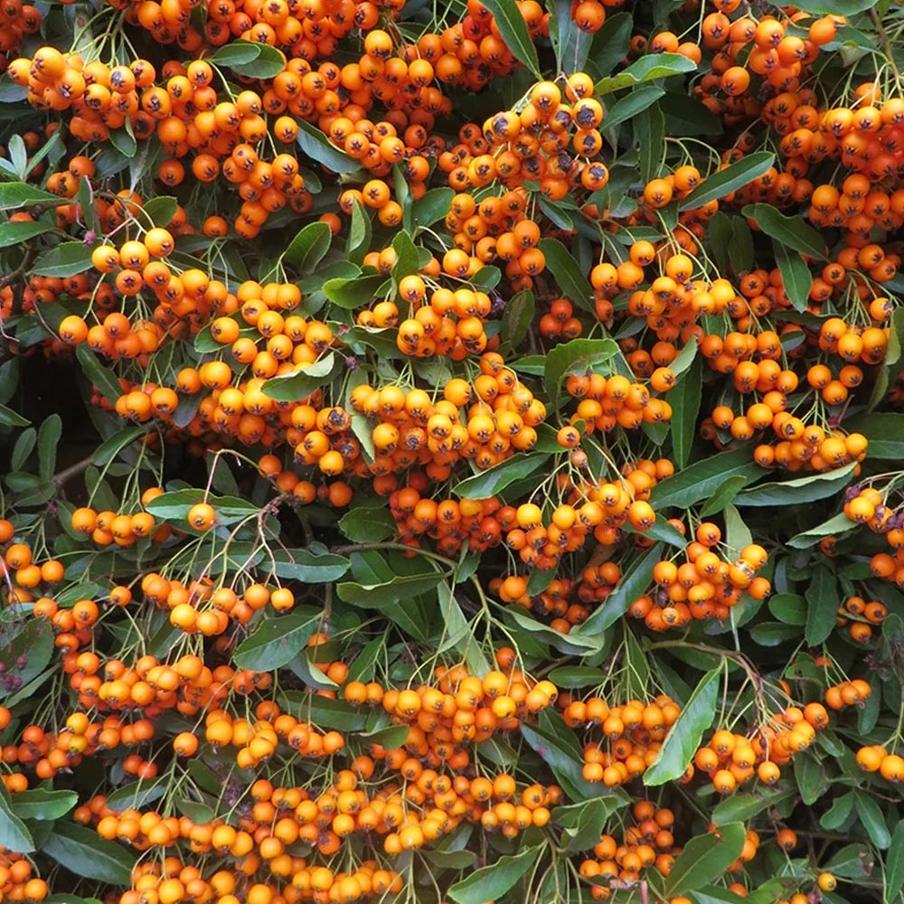 Pyracantha 'Firelight'