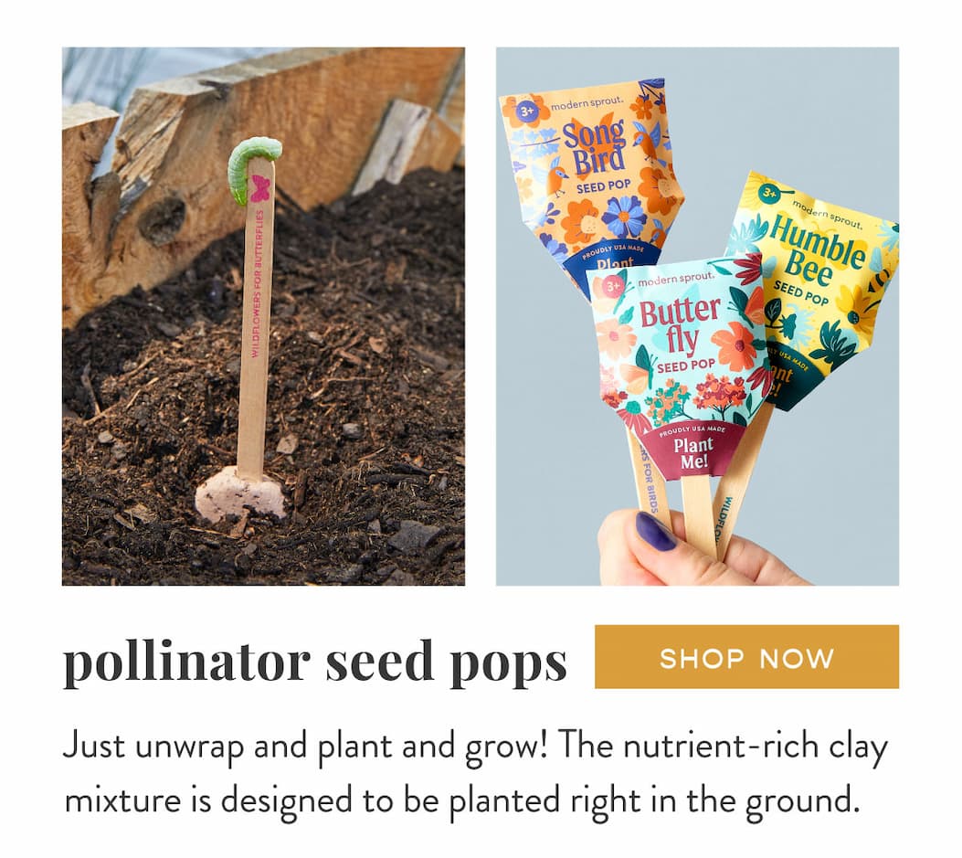 Pollinator Seed Pops: Just unwrap and plant and grow! The nutrient-rich clay mixture is designed to be planted right in the ground.  SHOP NOW >