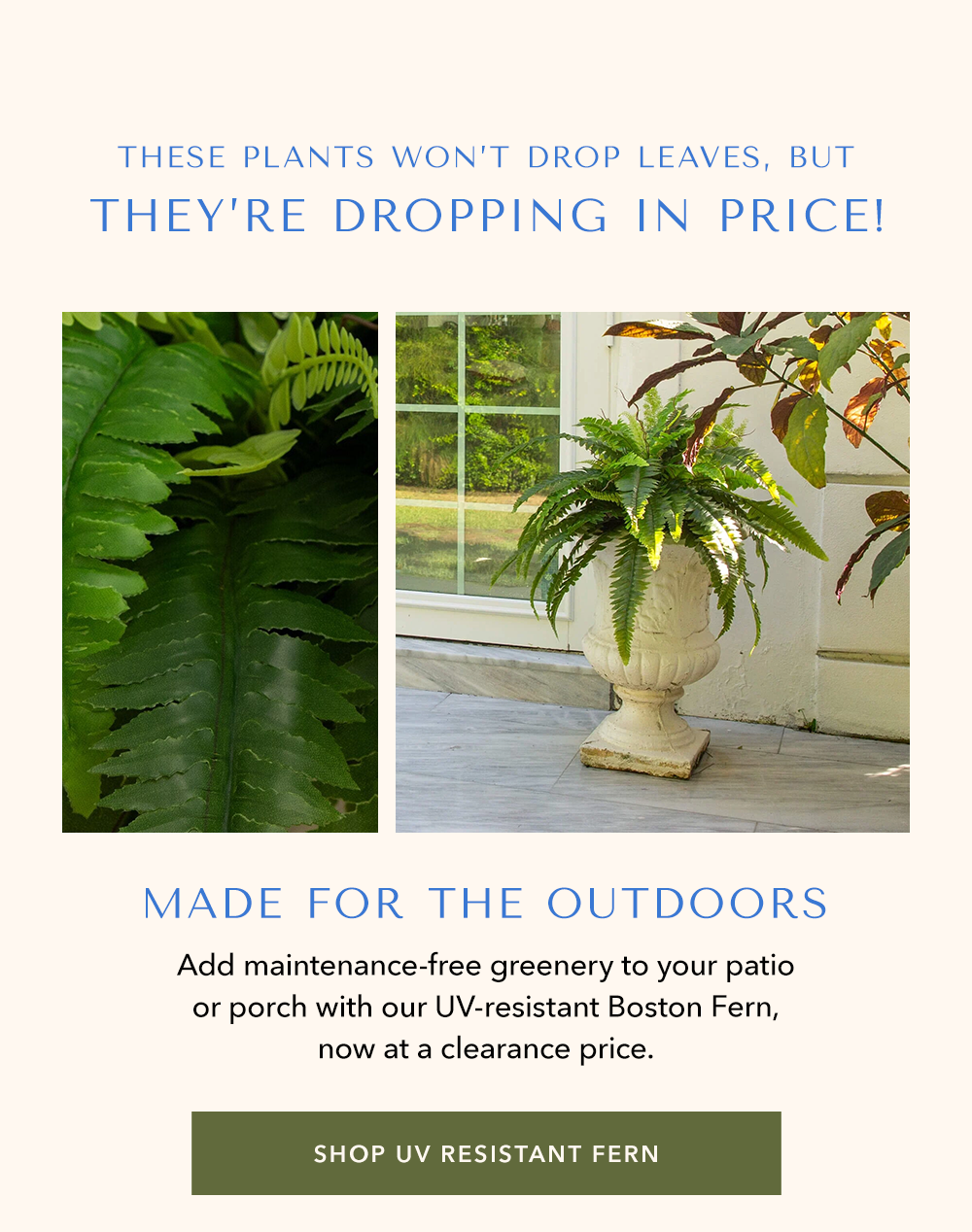 These Plants Won’t Drop Leaves but They’re Dropping in Price! 