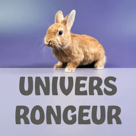 Univers rongeur