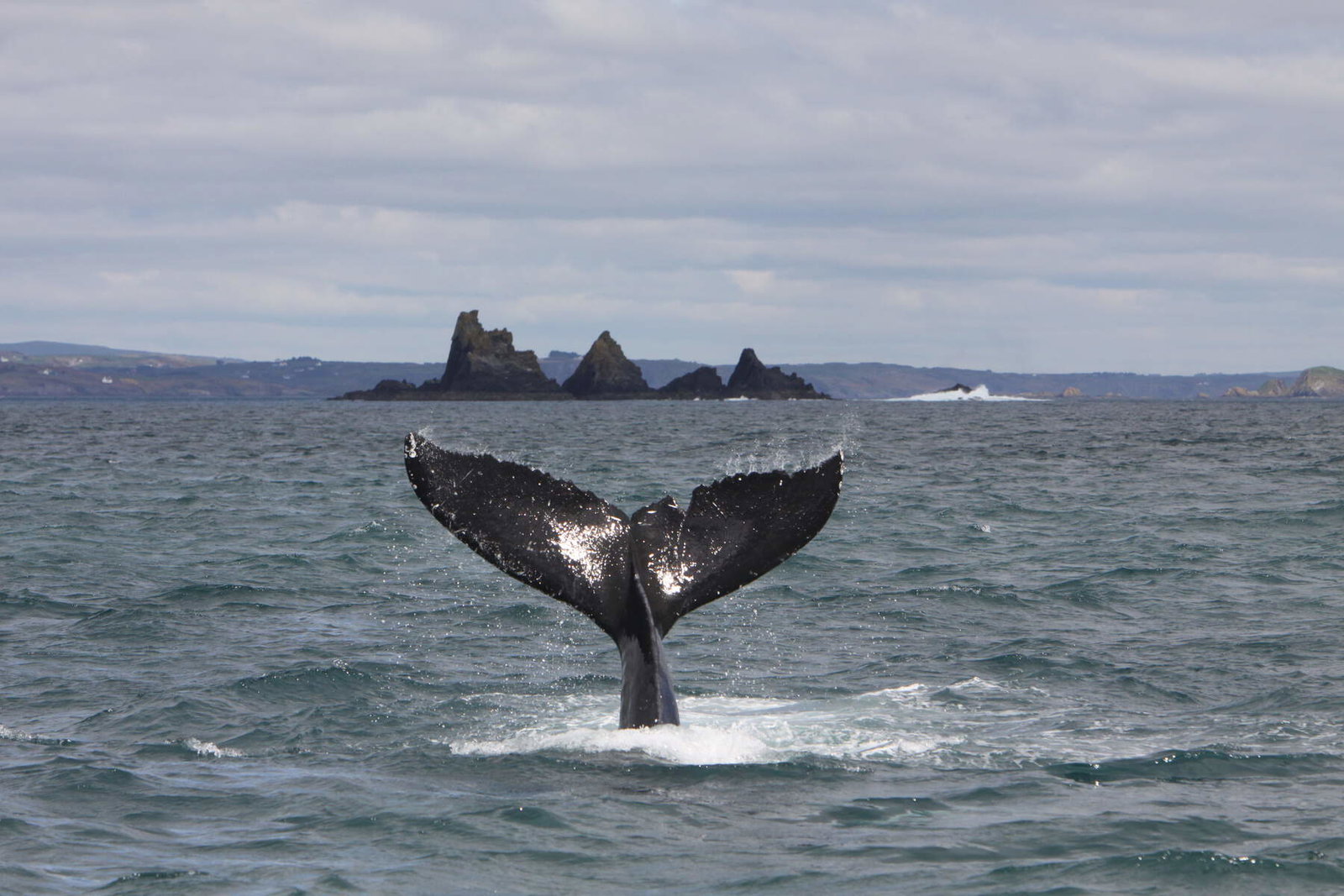Bultrug voor de kust van West-Cork