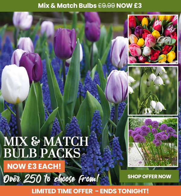 Mix & Match Bulb Packs