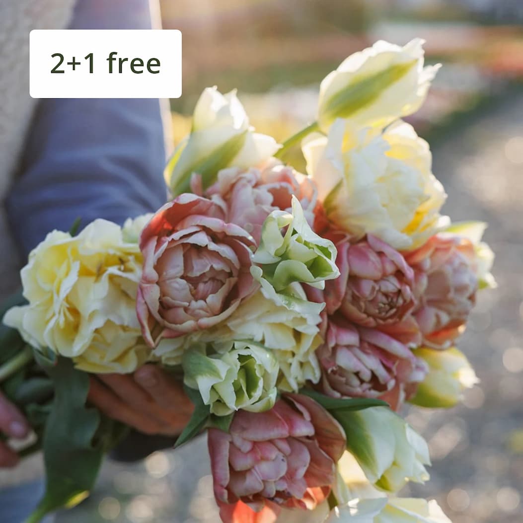 Spring bulb collections 