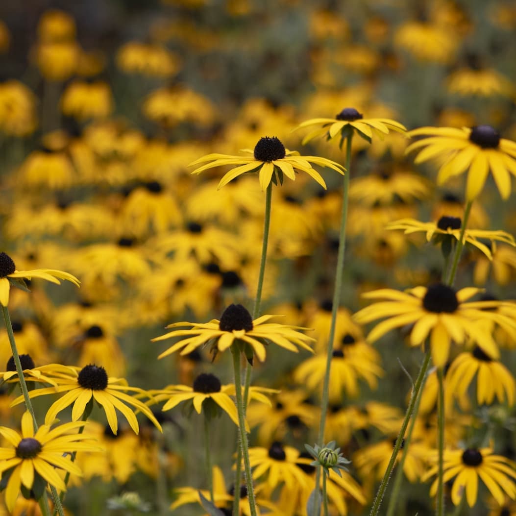 Rudbeckia