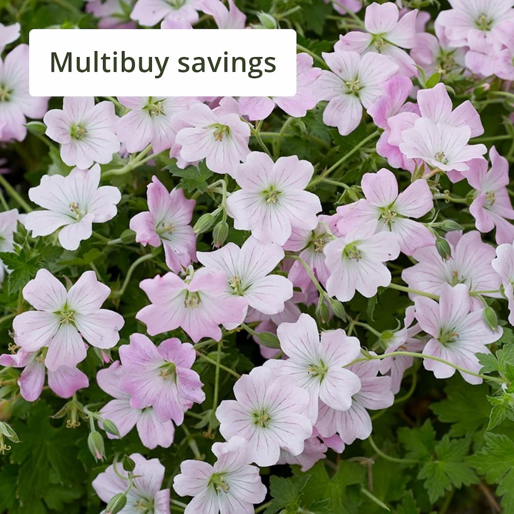 Geranium Dreamland
