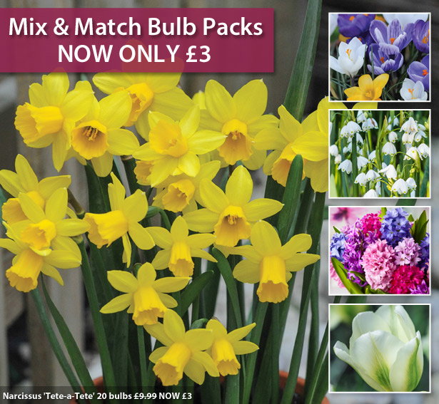 Mix & Match Bulbs