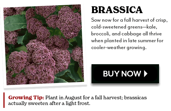 BRASSICA