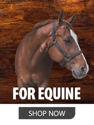 Shop Jeffers Products for Horses